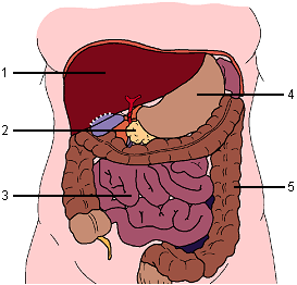 In the diagram of the human digestive system, five separate internal organs, labeled 1 to 5, are illustrated
	within a shape of a lower torso and abdomen. A few smaller structures are unlabeled.