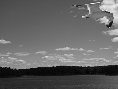 The image is a photograph in which a large body of water bordered by wooded land appears in the bottom of the frame.