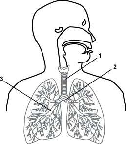 Diagram of the human respiratory system with numbers 1, 2, and 3 pointing to different parts of the
		system. 