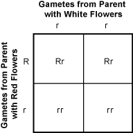 four square punnett square with gametes from parent with white flowers to the top and gametes from parents with red flowers on the left.