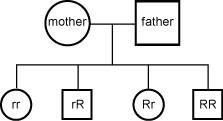 pedigree offspring chart. 