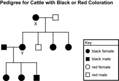 Title of illustration is Pedigree
	for Cattle with Black or Red Coloration.
