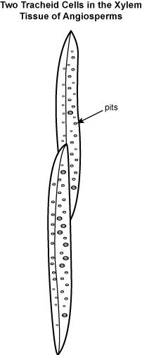 Two elongated tracheid cells in the xylem tissue of angiosperms. 