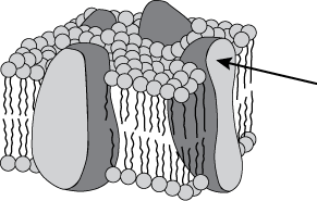 small section of cell membrane of an animal cell