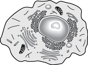 animal cell. 