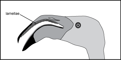 flamingo's bill with a line pointing to the lamellae of the upper inside part of the bill