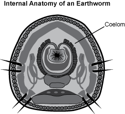 cross section of the internal anatomy of an earthworm. the coelom is pointed out which is a fluid-filled cavity formed within the mesoderm.