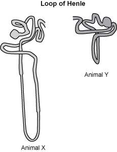 loop of henle of two animals x and y. In loop x the loop is very long and in animal y the loop is rather short.