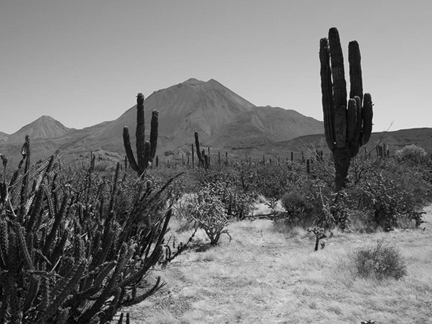 Picture of different cactus in the dry mountainous terrain.