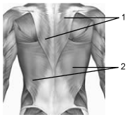 Numbers 1 and 2 are used to indicate different back muscles.